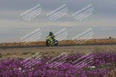 media/Jan-14-2023-SoCal Trackdays (Sat) [[497694156f]]/Turn 14 Exit Bloomig (145pm)/